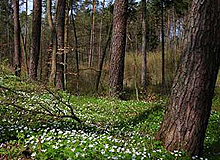 Girona woodland