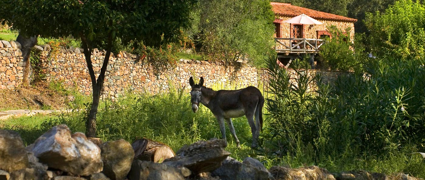 La casa rural al fondo y un burro