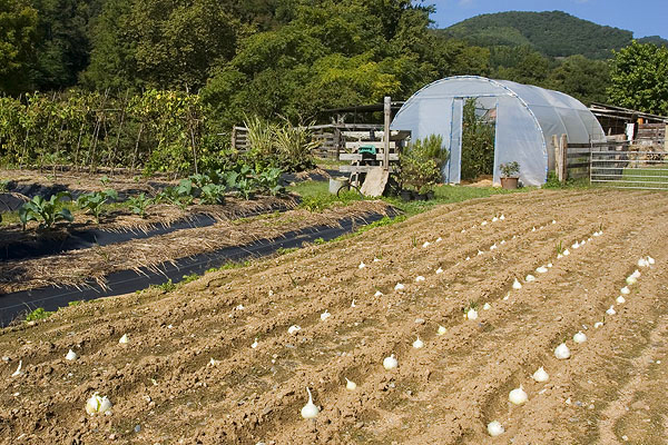 Seasonal organic vegetables