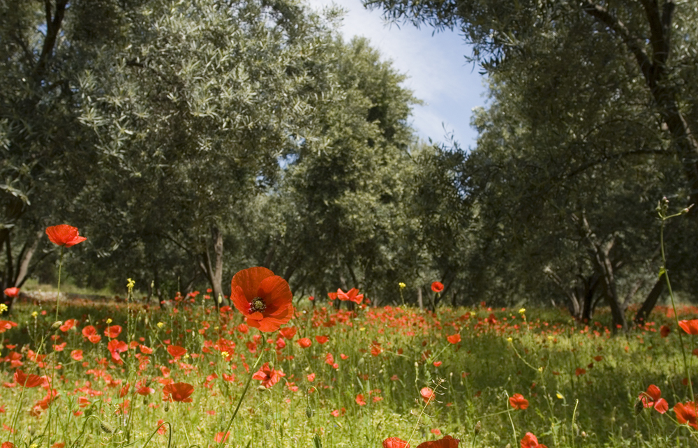 Wild poppy flower bloom