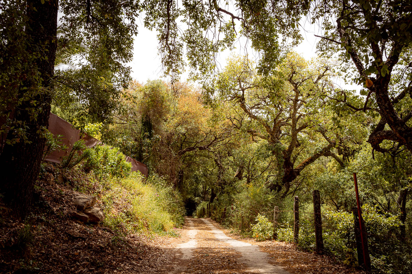 Rural track from Gaucin village to your villa