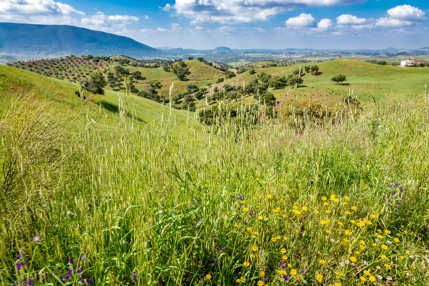 Your location in May after a wet winter