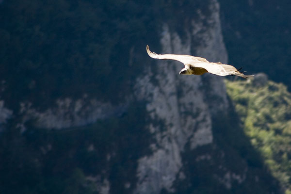 Eagle in Tresviso