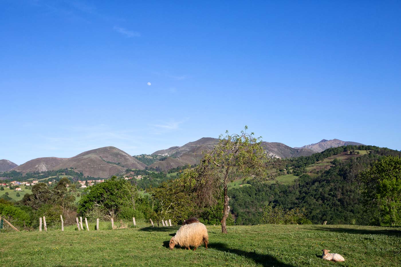 Terrenos de la propiedad con ovejas autóctonas 