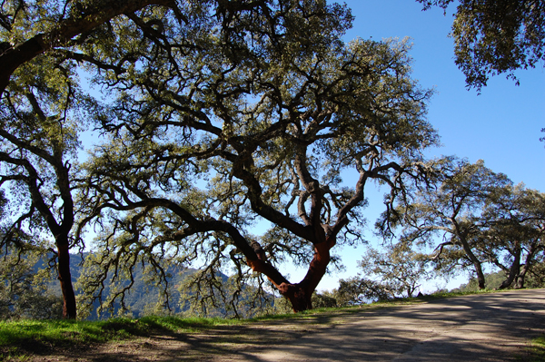 Carob tree in the Valle del Genal
