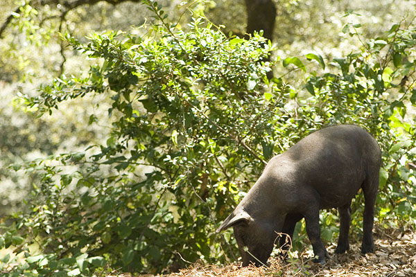 Black iberian free range pigs run around everywhere