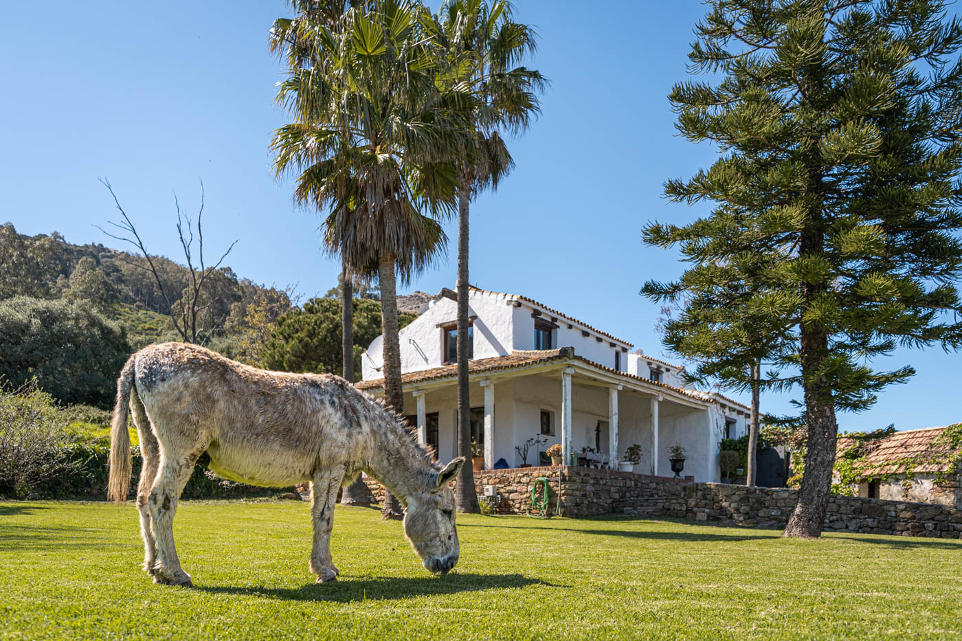 This donkey was invited to come in!