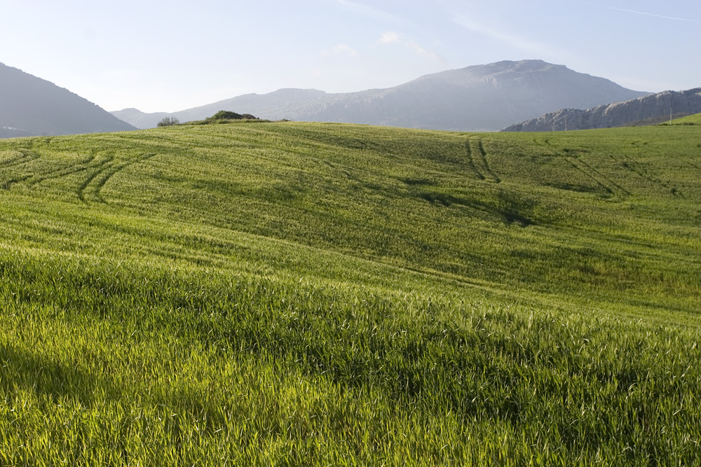 Fertile fields near El Torcal de Antequera