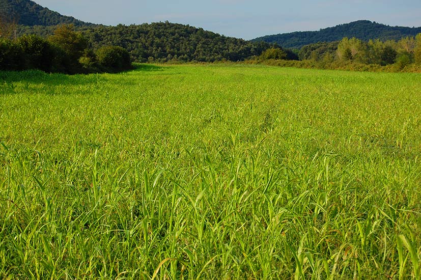 Fertile and agricultural Garrotxa