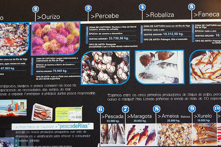 Unusual fish and seafood in Galicia