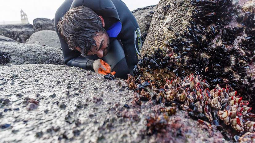 catching gooseneck barnacles