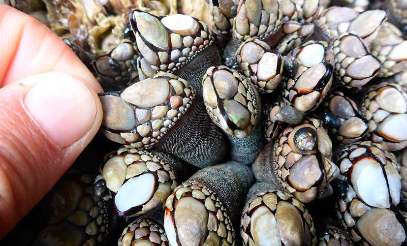 gooseneck barnacles