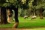 Semi-wild Aracena pigs