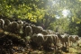 Escena de las Alpujarras