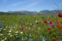 Primavera