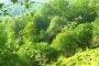 Bosque alrededor de la casa