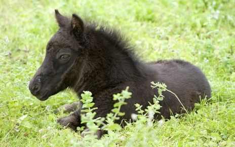 Asturcon :  the ancient Asturian horse