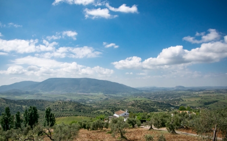 The property is surrounded by olive trees