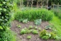 Market garden above cottage
