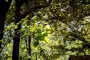 Private leafy grounds at villa 
