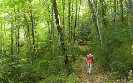 Exotic beech woods mix with Mediterranean forests