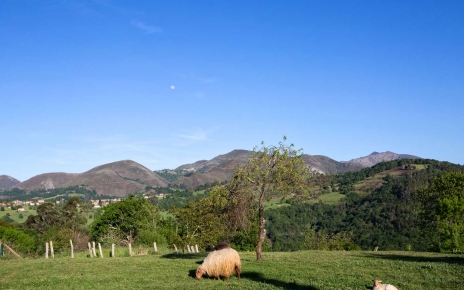 Terrenos de la propiedad con ovejas autóctonas 