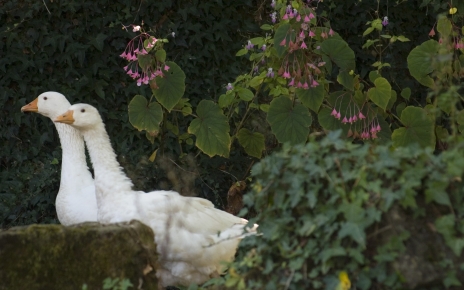 Local farming in La Selva, Girona