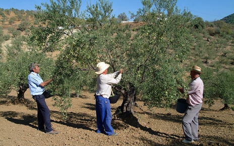 Collecting olives in northern Andalucia