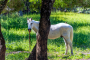 You can see some horses in this large estate