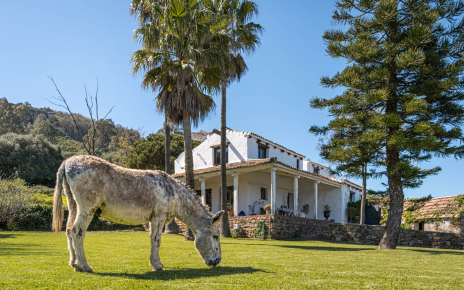 This donkey was invited to come in!