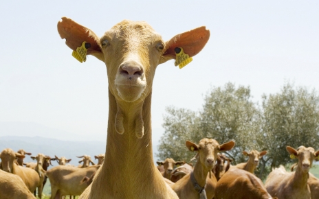 Goats in Antequera region : the area produces excellent cheeses