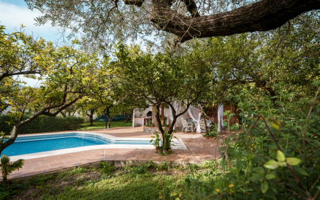 You are surrounded by orange and other fruit trees