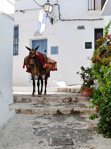 Frigiliana donkey