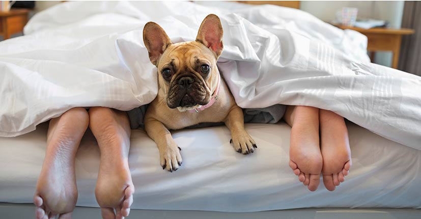 article dog on bed