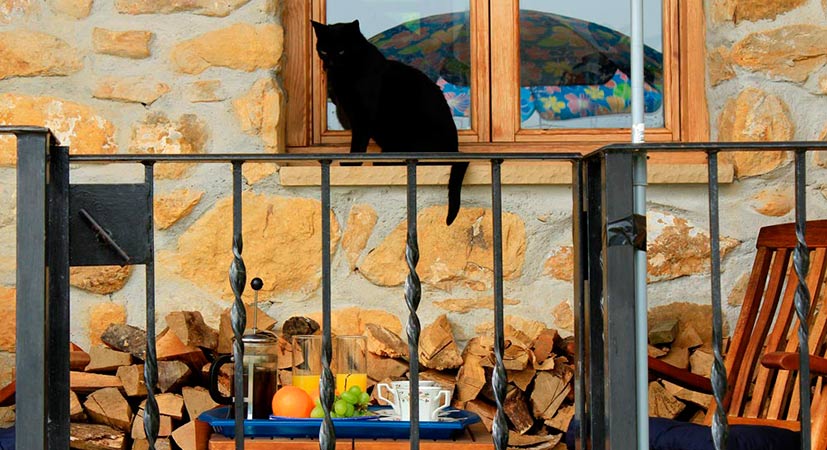 cat friendly villa
